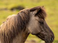 Portrait von bräunlichgrauem Pferd